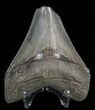 Serrated, Megalodon Tooth - South Carolina #39962-2